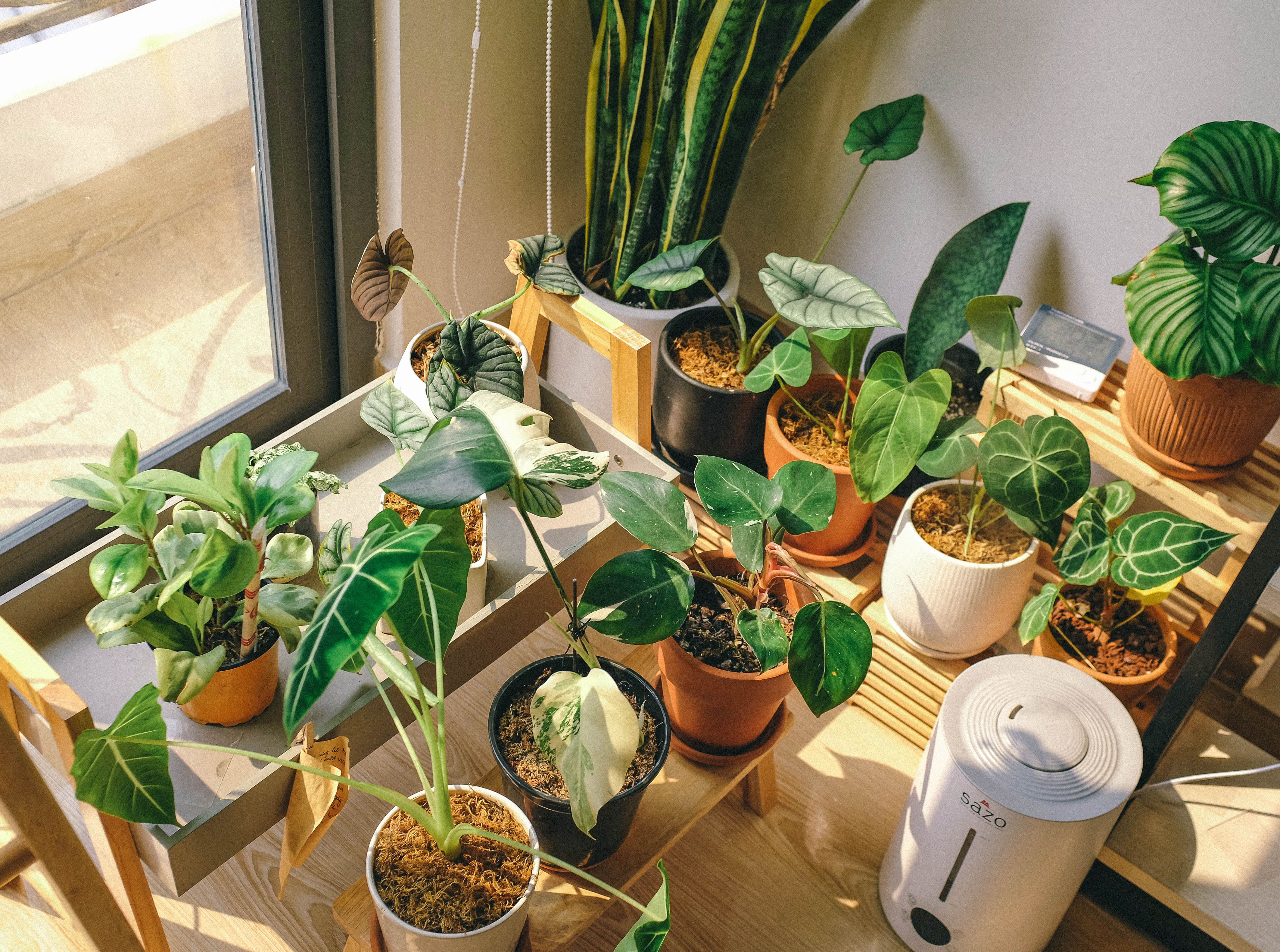 Aroyds Plant