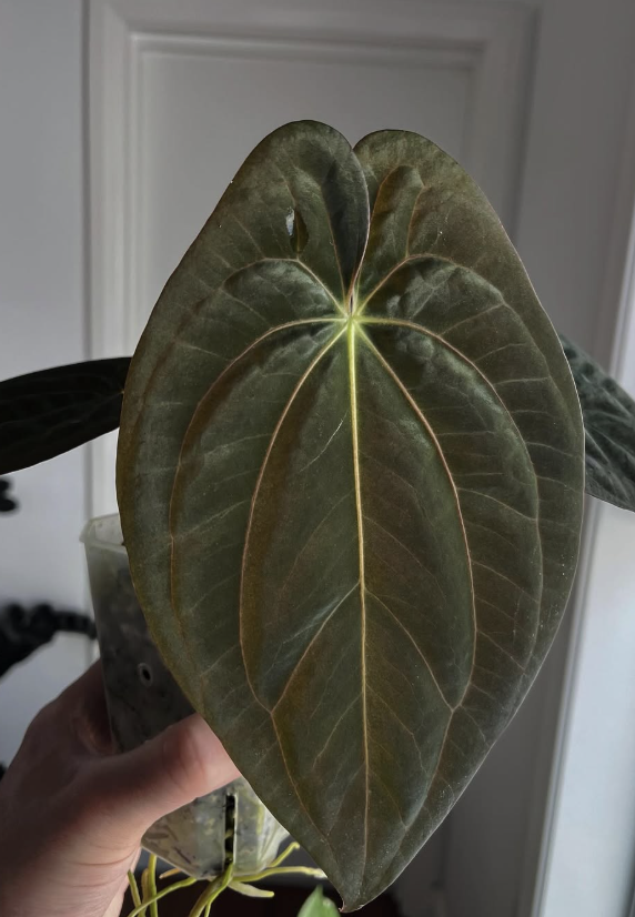 Monstera Adansonii