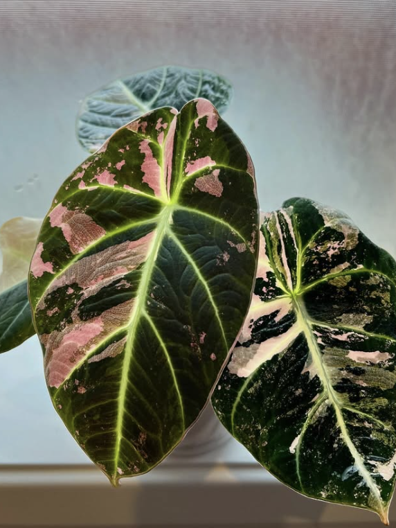 Philodendron Gloriosum
