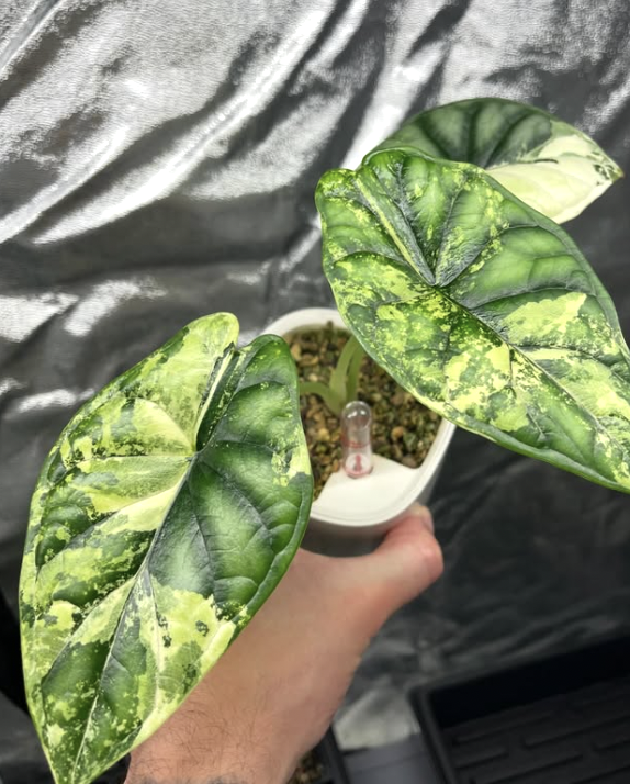 Alocasia Frydek
