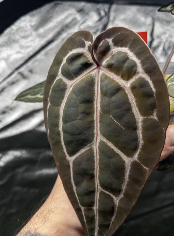 Ficus Elastica Tineke