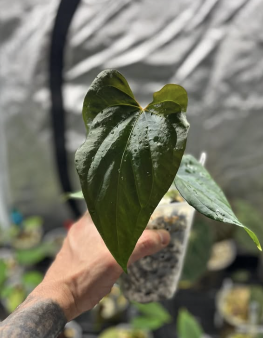 Anthurium Magnificum