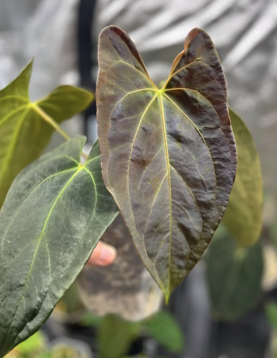 Anthurium Crystallinum